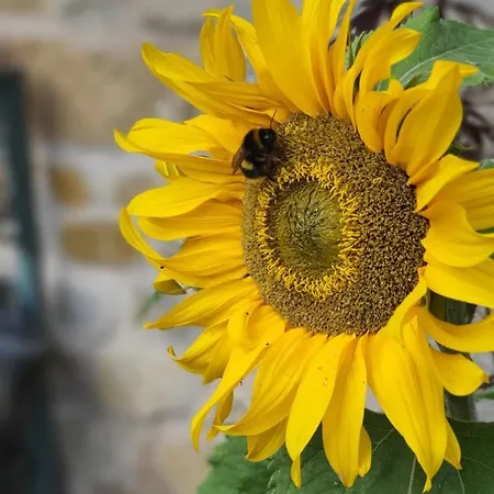 Dom wakacyjny Cliff House *