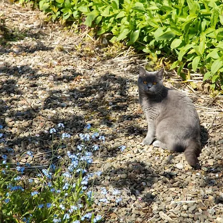 Dom wakacyjny Cliff House *