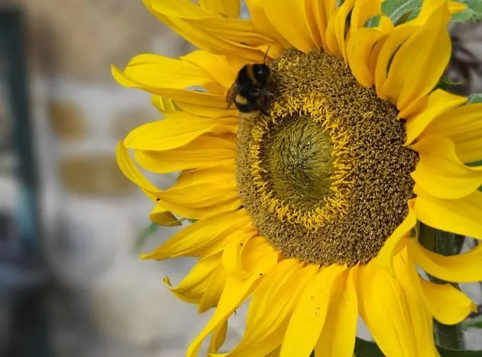 Holiday home Cliff House *