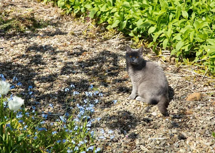 Holiday home Cliff House *